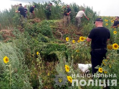 Поліцейські Кіровоградщини знищили 10 тисяч кущів коноплі на 3 мільйони гривень (фото)